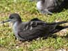 wedge-tailed shearwater