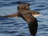 wedge-tailed shearwater