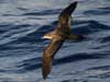 wedge-tailed shearwater