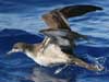 wedge-tailed shearwater