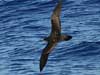 wedge-tailed shearwater