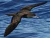wedge-tailed shearwater