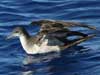 wedge-tailed shearwater