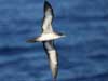wedge-tailed shearwater