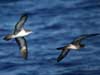 wedge-tailed shearwater