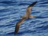 wedge-tailed shearwater