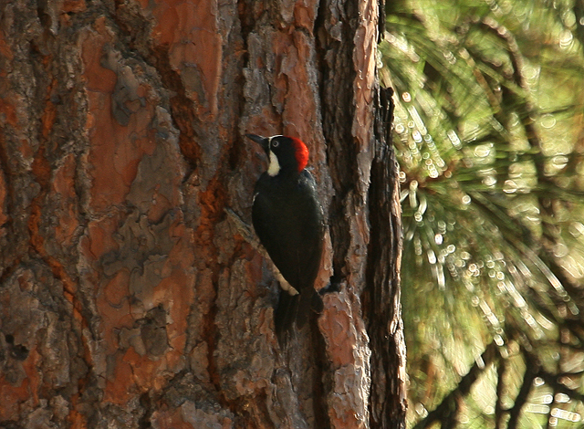 Acorn Woodpecker