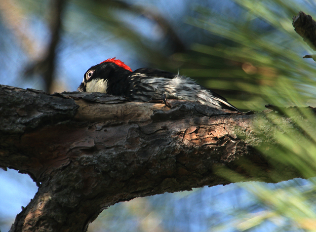 Acorn Woodpecker