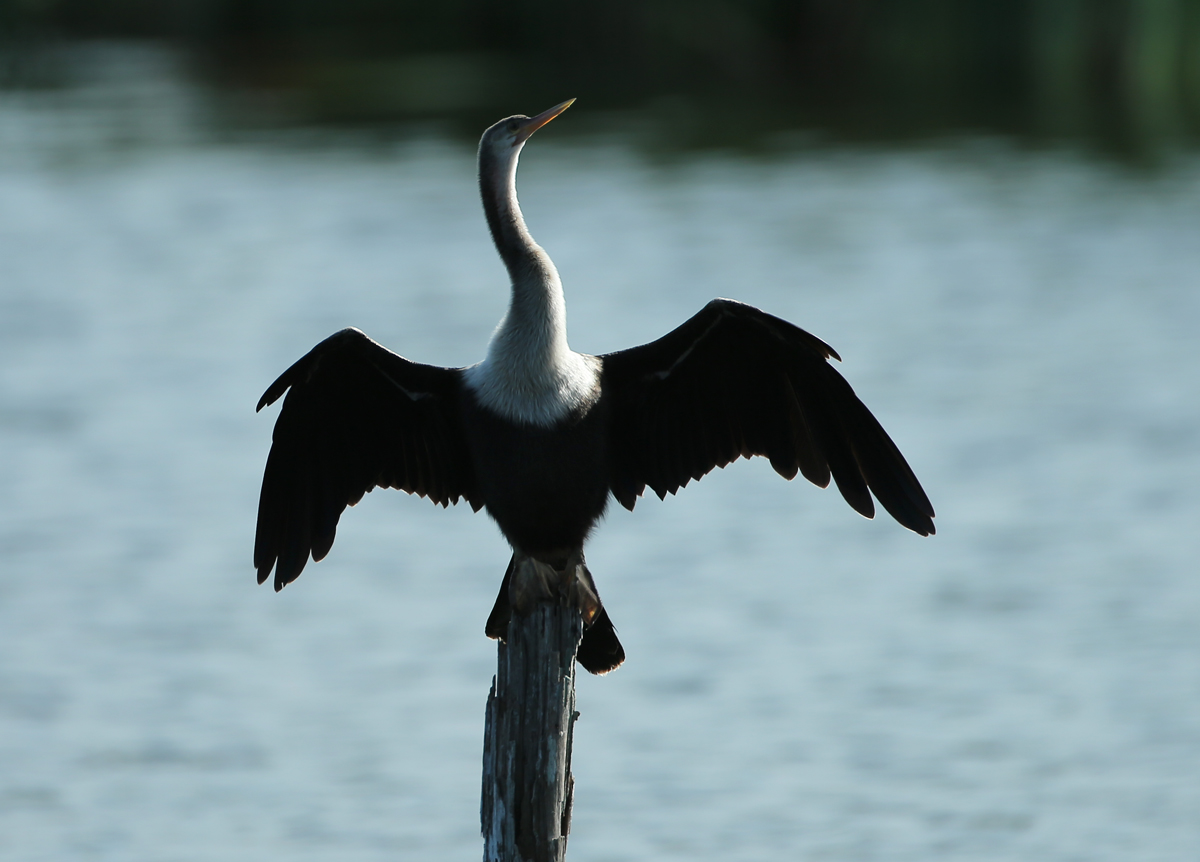 Anhinga