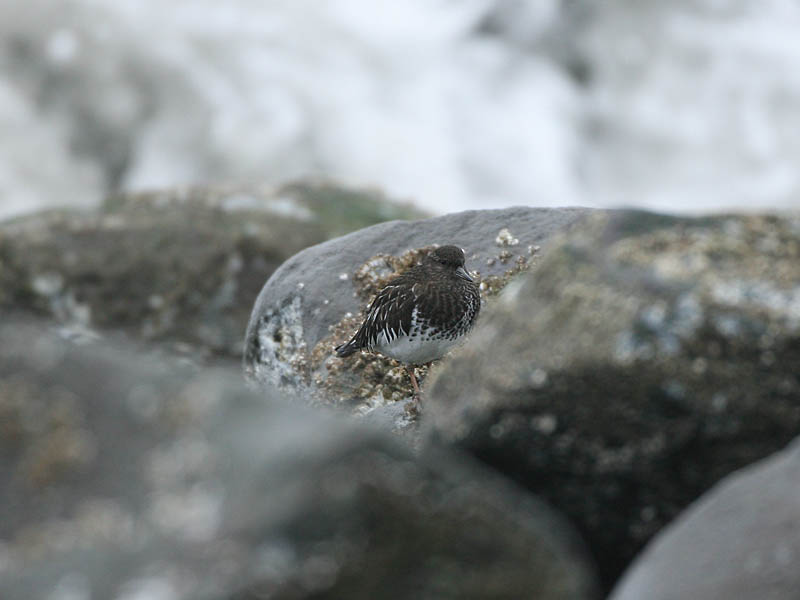 Black Turnstone