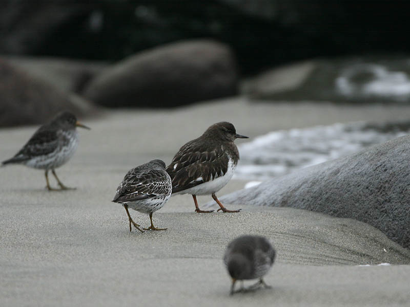 Black Turnstone