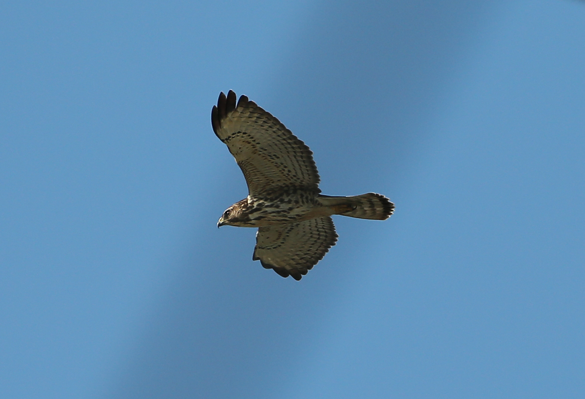 Broad-winged Hawk