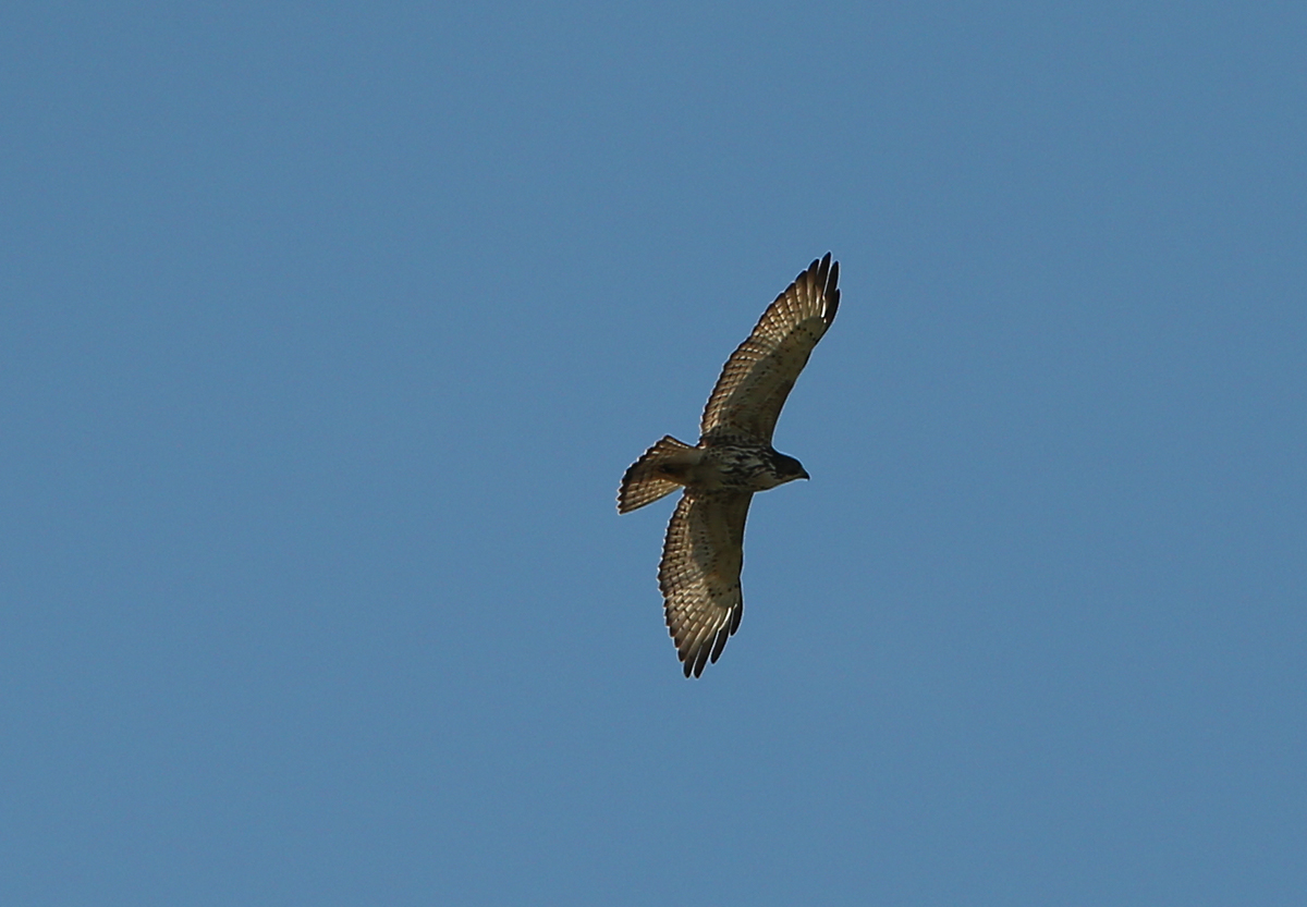 Broad-winged Hawk