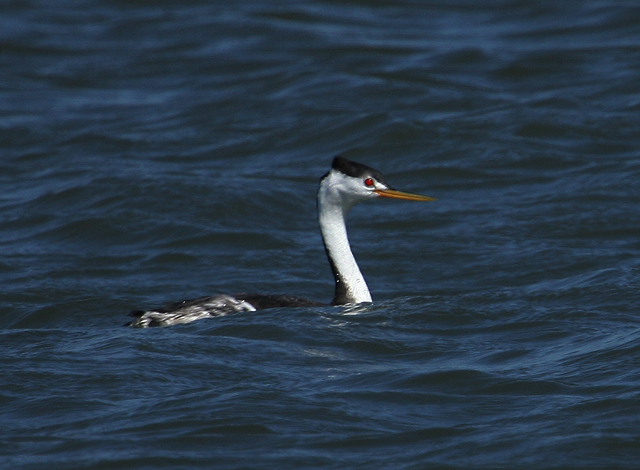 Clark's Grebe