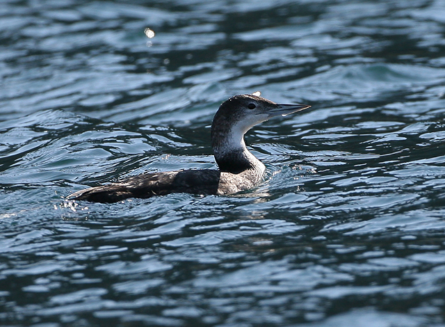 Common Loon