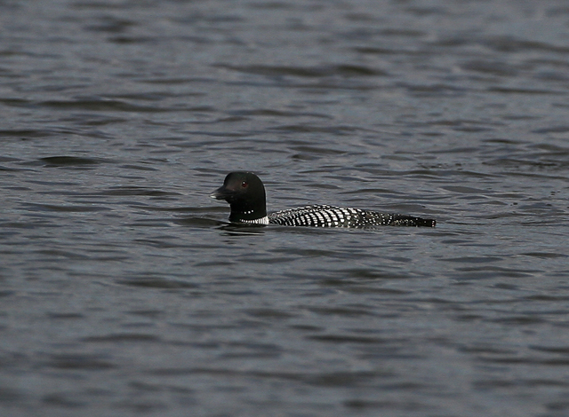 Common Loon
