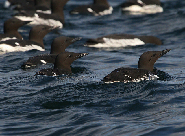 Common Murre