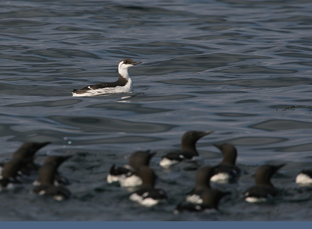 Common Murre