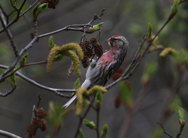 Common Redpoll