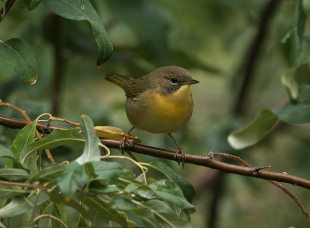 Common Yellowthroat