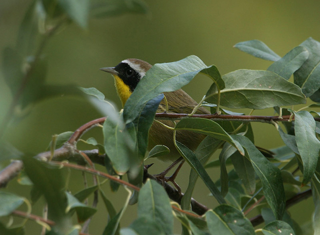 Common Yellowthroat