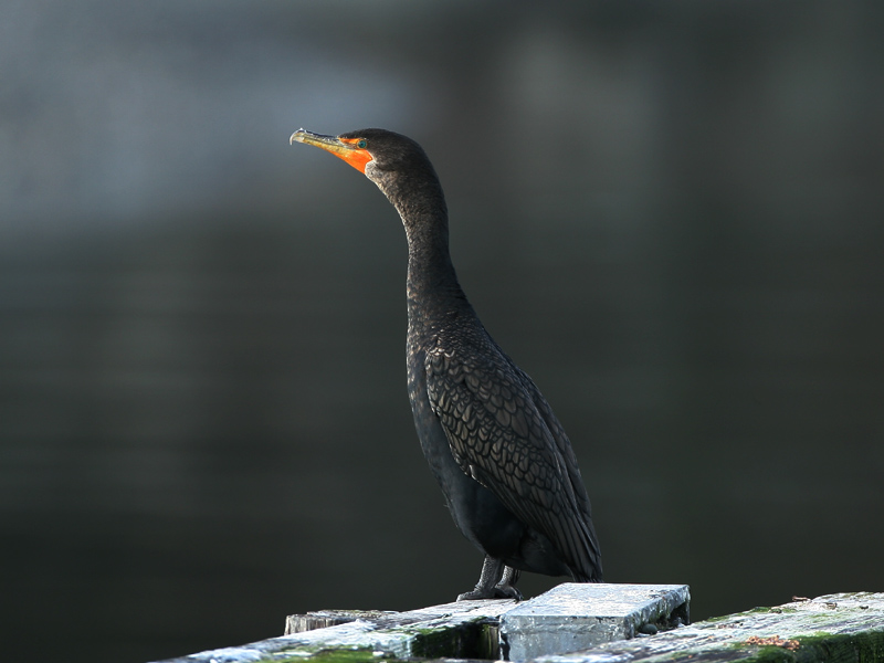 Double-crested Cormorant