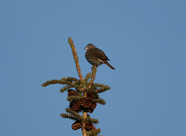 Fox Sparrow