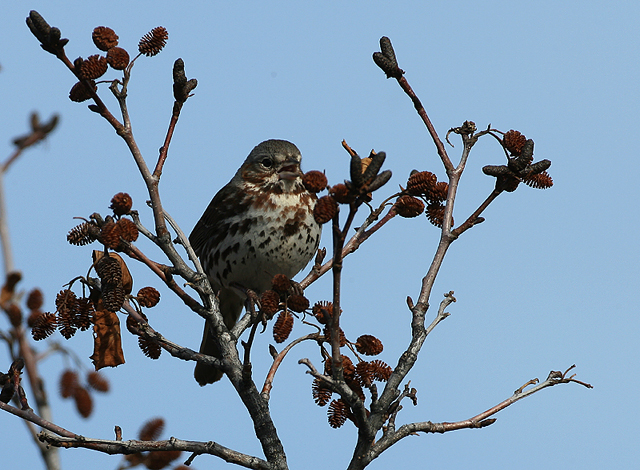 Fox Sparrow