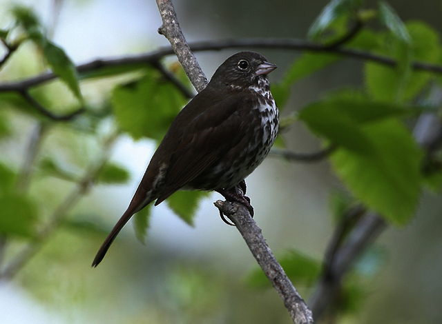 Fox Sparrow