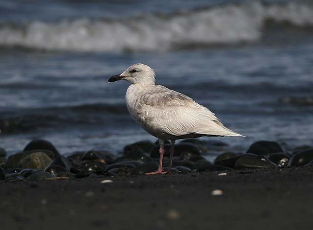 Glaucous-winged Gull