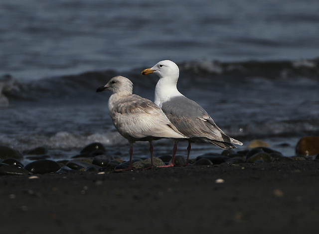 Glaucous-winged Gull