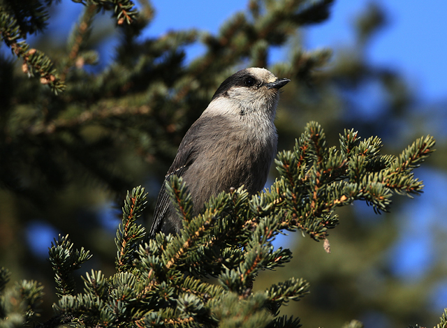 Gray Jay