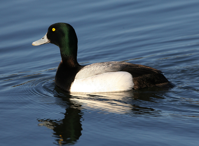 Greater Scaup