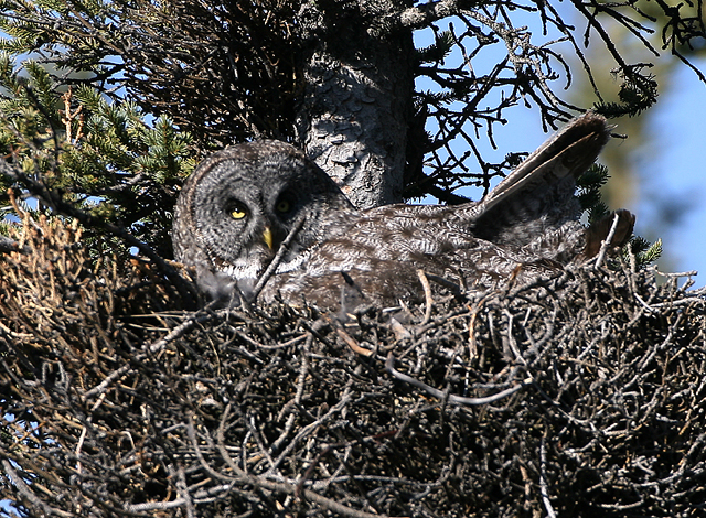 Great Gray Owl