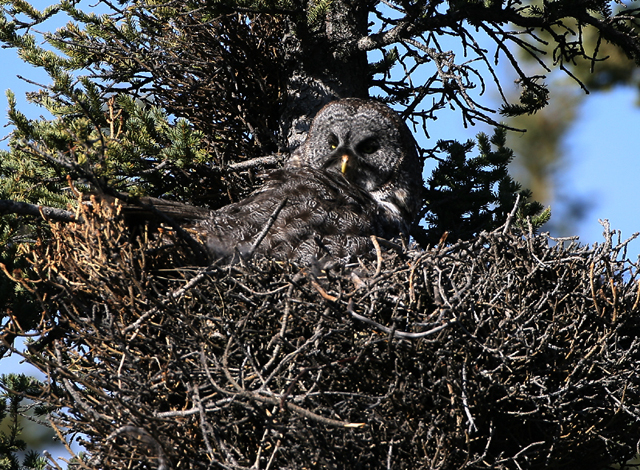 Great Gray Owl