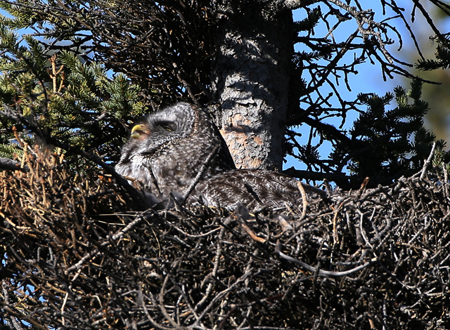 Great Gray Owl