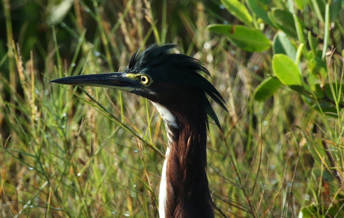 Green Heron