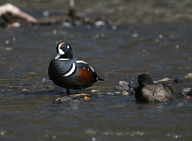 Harlequin Duck