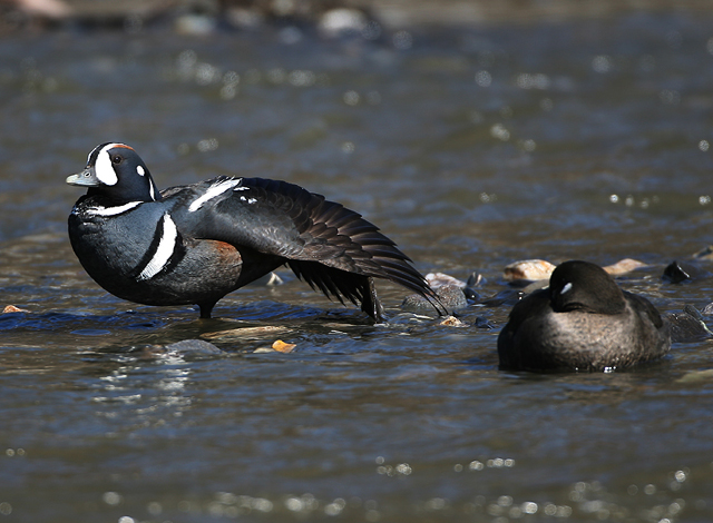 Harlequin Duck
