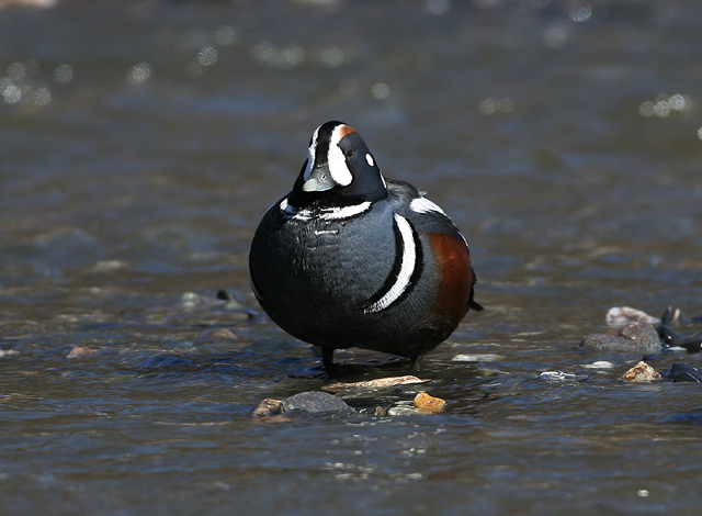 Harlequin Duck