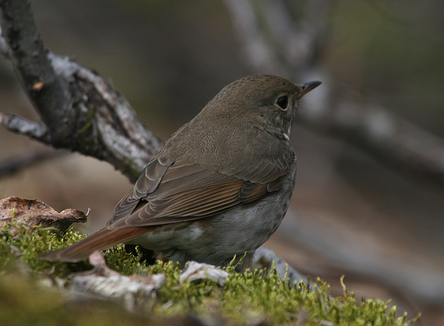 Hermit Thrush