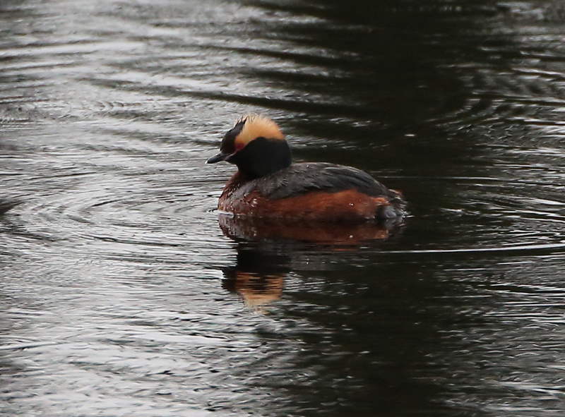 Horned Grebe
