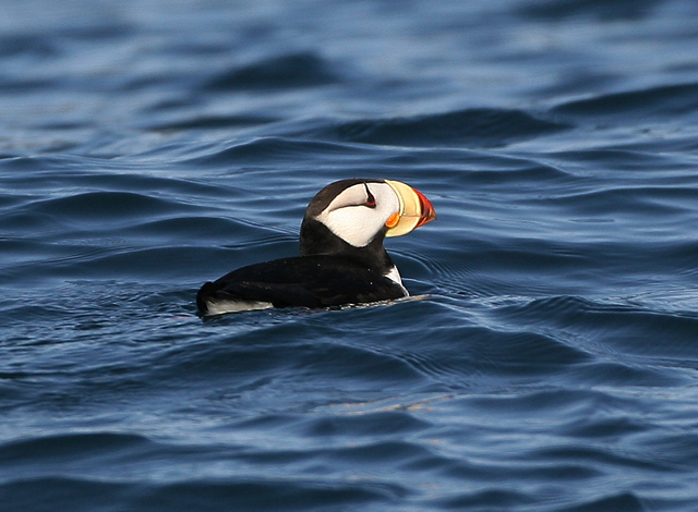 Horned Puffin