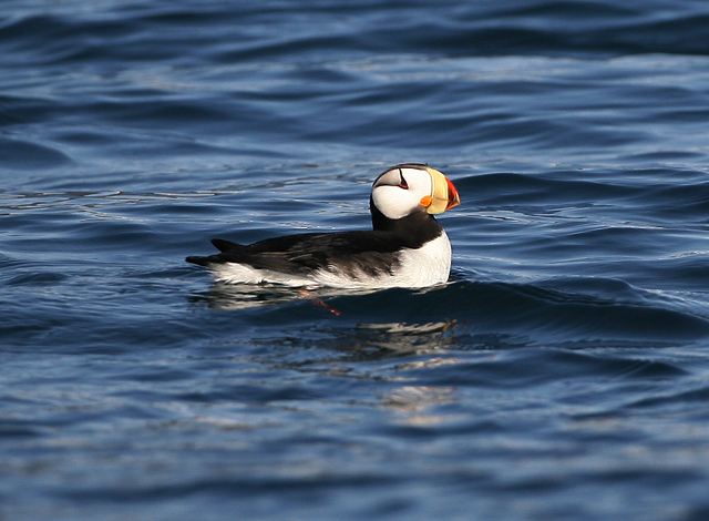 Horned Puffin