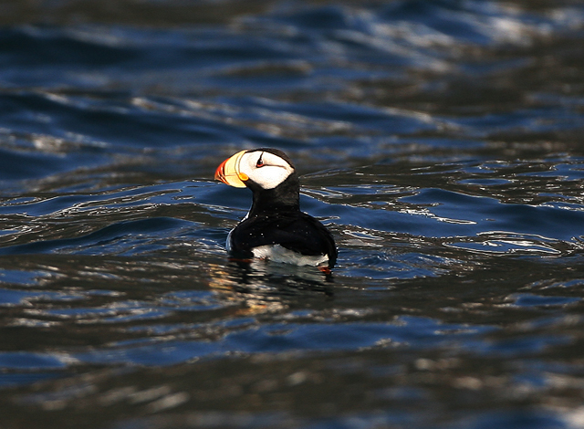 Horned Puffin