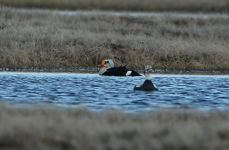 King Eider