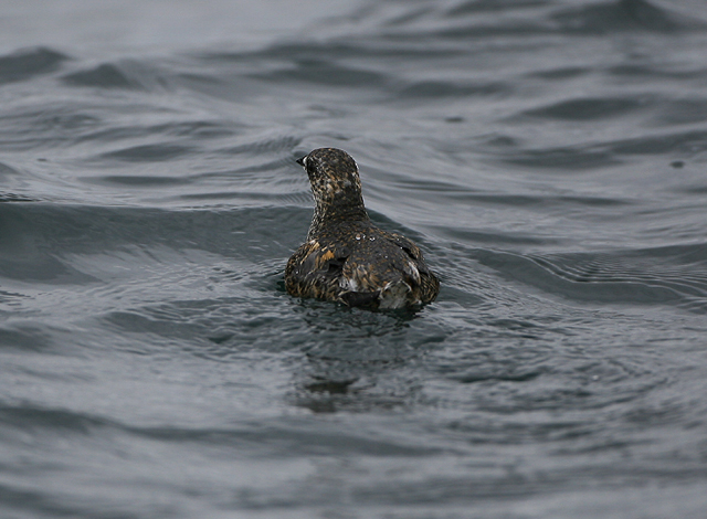 Kittlitz Murrelet