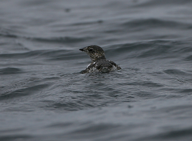 Kittlitz Murrelet
