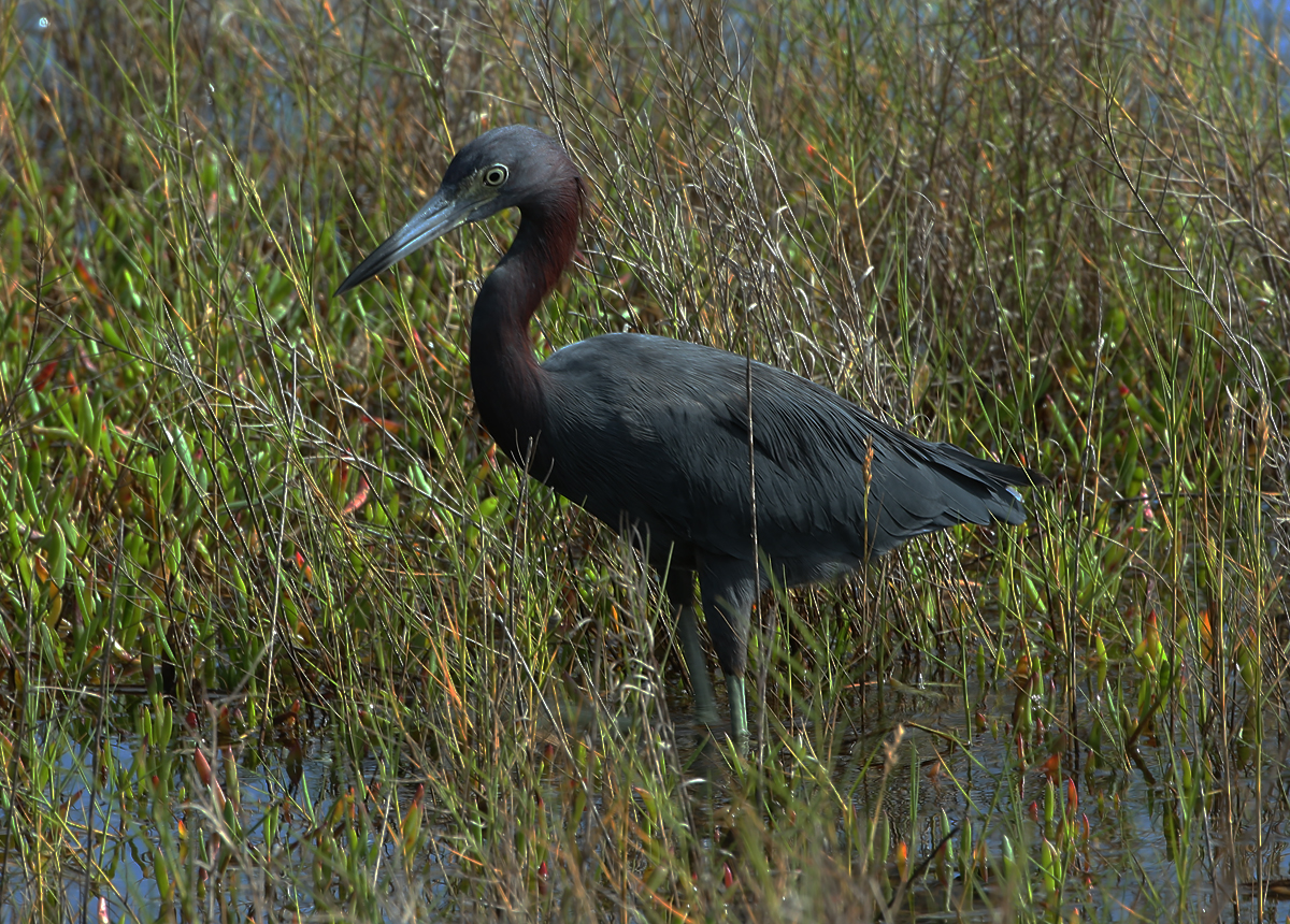  Little Blue Heron