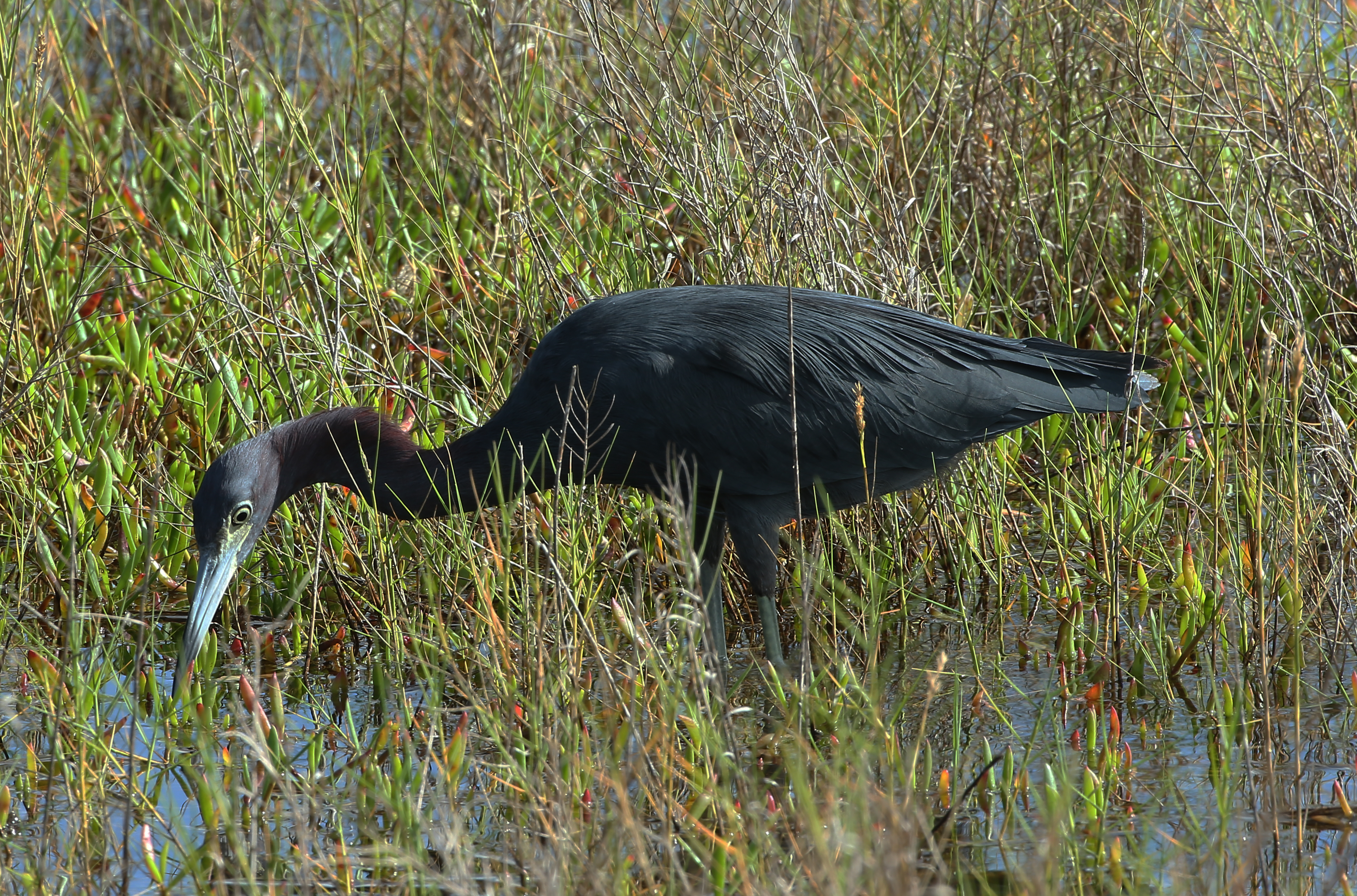  Little Blue Heron